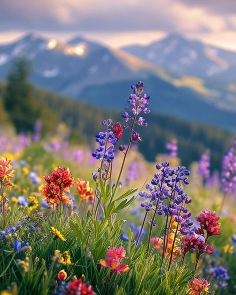 Montana Wildflowers, Mountain Wildflowers, Wisteria Plant, Growing Cut Flowers, Field Wallpaper, World Nature, Mountain Wallpaper, Nature Table, Love Of Nature