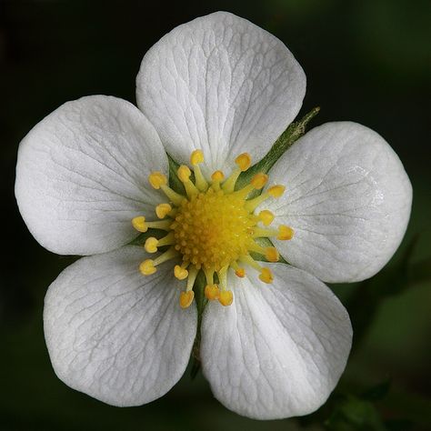 Strawberry Flower Drawing, Strawberry And Flowers, Strawberry Blossom, Strawberry Flowers, Strawberry Reference, Flowers Reference, Strawberry Photography, Strawberry Plant, Red Flower