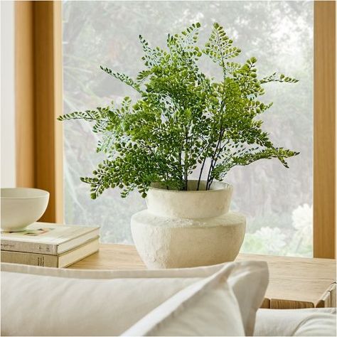 All Plants & Flowers | West Elm Form Studies, Tabletop Planter, Maidenhair Fern, Bush Plant, West Elm Kids, Fern Plant, Iron Wire, Plastic Pots, Pottery Barn Teen