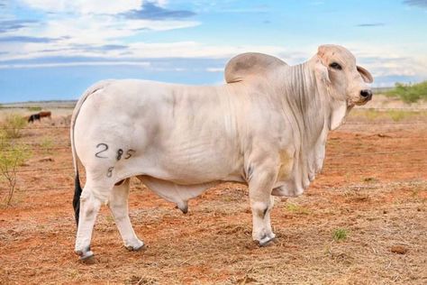 Picture of a white Brahma bull Brama Bull, Brahman Cattle, Brahma Bull, Cattle Ranching, Pet Birds, Cow, Birds, Animals, Quick Saves