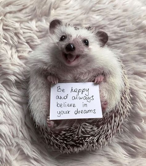 🤍🖤 Silly Animal Pictures, Funny Hedgehog, Hedgehog Pet, Cute Hedgehog, Funny Bunnies, Silly Animals, Cute Animal Photos, Hedgehogs, Happy Animals