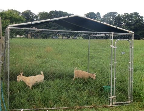 Goat Tractor Ideas, Portable Goat Pen, Goat Tractor, Sheep Tractor, Goat Pens, Alaska Homestead, Rabbit Pen, Victory Gardens, Livestock Barn