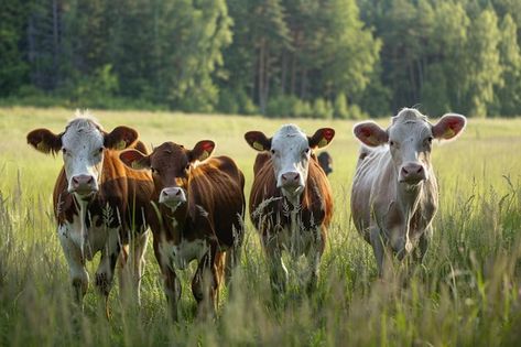 Premium Photo | Five cows standing in a green field looking at the camera The cows are of different breeds and colors The sun is shining brightly Field Of Cows, Video Mockup, Card Banner, Poster Invitation, Cartoon Clip Art, Nature Travel, All Icon, Image Illustration, Textures Patterns