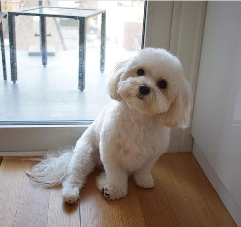 Cute Maltese Haircuts, Maltese Dogs Haircuts Short, Maltese Teddy Bear Haircut, Short Bichon Haircut, Maltese Dog Haircut, Moodle Maltese Poodle, Maltese Dogs Haircuts Teddy Bears, Maltese Haircut Teddy Bear, Maltipoo Teddy Bear Haircut