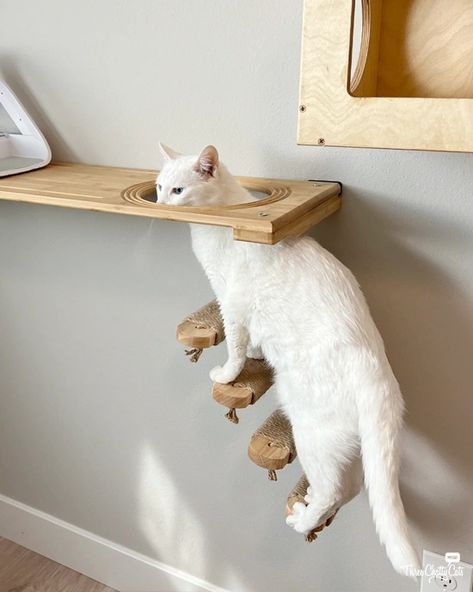 Selecting the Perfect Cat Shelves: 8 Things to Consider - Three Chatty Cats Pet Eating Station Ideas, Cat Decor Ideas, Diy Cat Window Hammock, Cat Ideas For Home, Wall Mounted Cat Shelves, Cat Room Decor, Diy Chat, Cat Climbing Shelves, Chat Diy