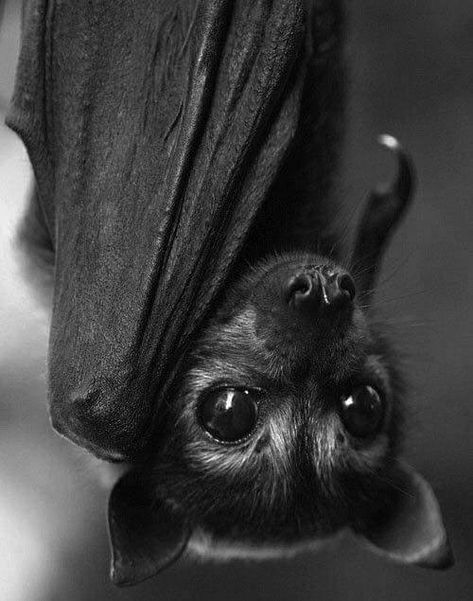 Fabulous Weird on Twitter: "<3… " Upside Down, A Black, Bat, Black And White, White, Black