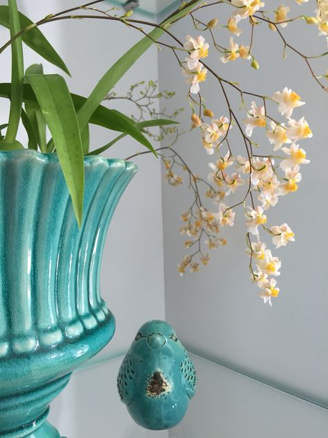 Oncidium Twinkle, Botany, Twinkle Twinkle, Orchids, Glass Vase, Vase, Plants