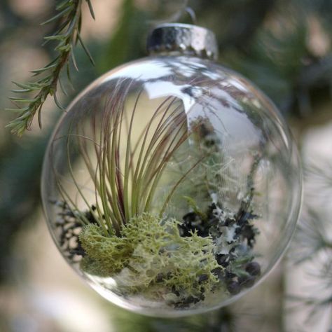 Forest Floor Ornament -  contains a tillandsia along with moss, lichen and other forest trimmings. Set of four at Flora Grubb. Air Plant Ornament, Live Christmas Trees, Diy Christmas Tree Ornaments, Unique Christmas Ornaments, Navidad Diy, Unique Trees, Christmas Ornaments Homemade, Noel Christmas, Christmas Ornaments To Make