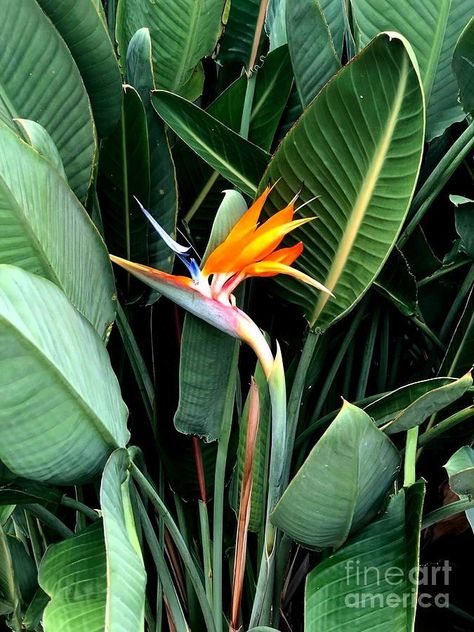 Bird Of Paradise Tattoo, Birds Of Paradise Plant, Paradise Photography, Bird Of Paradise Flower, Bird Of Paradise Plant, Flower Identification, Tropical Garden Design, Birds Of Paradise Flower, Tropical Foliage