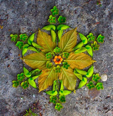 Flower-Mandalas-by-Kathy-Klein. I did these with my students a few years ago; a great part of a larger unit Nature Mandala, Mother Earth Living, Natural Objects, Autumn Leaves Art, Earth Art, Nature Crafts, Dreamcatchers, Mandala Drawing, Flower Mandala