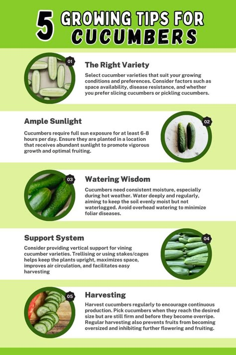 5 Tips for Growing Cucumbers. It showcases essential tips for successful cucumber cultivation, including providing adequate sunlight, vertical support for vining varieties, preparing well-drained soil, maintaining consistent moisture levels, and regular harvesting. Learn how to optimize cucumber growth and enjoy a bountiful harvest with these valuable tips. How To Grow Cucumbers, Cucumber Plants, Grow Cucumbers, Cucumber Gardening, Cucumber Varieties, Vegetable Garden Planner, Vegetable Garden Tips, Allotment Gardening, Cucumber Plant