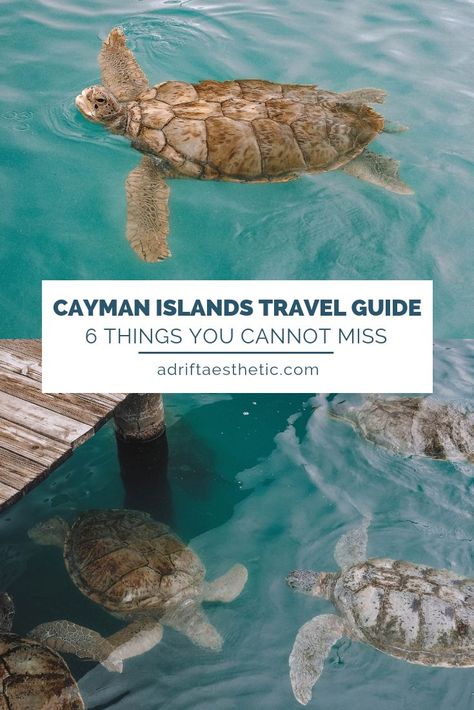 Swimming With Stingrays, Cayman Brac, Grand Cayman Island, Tropical Drinks, Cayman Island, Relaxing Beach, West Bay, Caribbean Vacations, Island Holiday