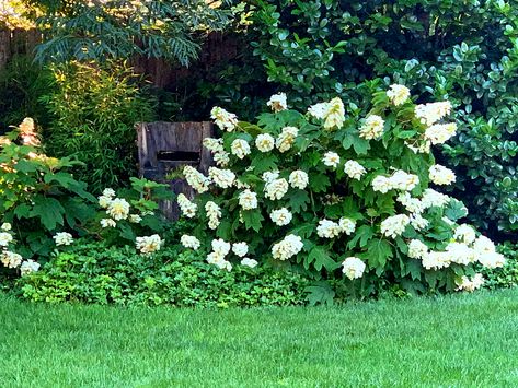 Snow Queen Oakleaf Hydrangea, Hydrangea Snow Queen, Snow Queen Hydrangea, Oak Leaf Hydrangea Landscaping, Oak Leaf Hydrangea, Hydrangea Landscaping, Oakleaf Hydrangea, Sun Plants, Container Gardening Vegetables