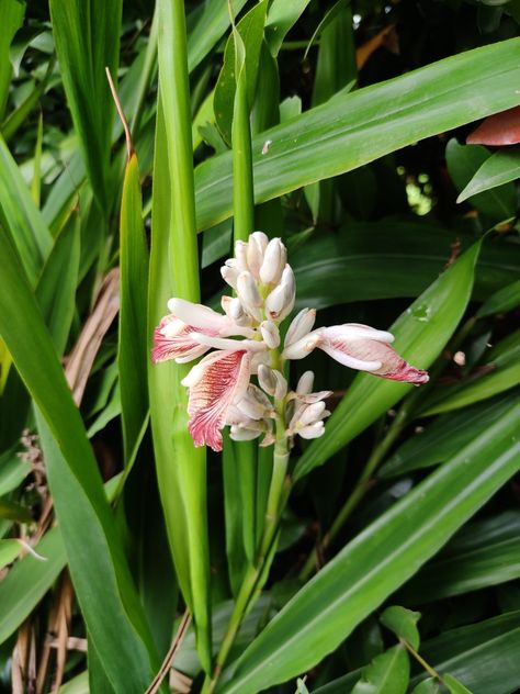 A fairly well-known and widely used spice(substitute for Cardamom), mainly employed as a flavouring in foods and as a medicinal plant. #Alpinia galanga #Greater Galangal Galangal Plant, Substitute For Cardamom, Cardamom Plant, Black Pepper Plant, Ginger Lily, Red Delicious Apples, Medical Herbs, Insta Feed, Bay Leaves