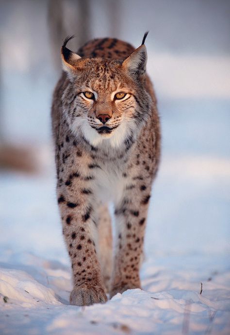 Bob Cat Wild, Wilderness Animals, Eurasian Lynx, Lynx Lynx, Bob Cat, Small Wild Cats, Regnul Animal, Canada Photography, Exotic Cats