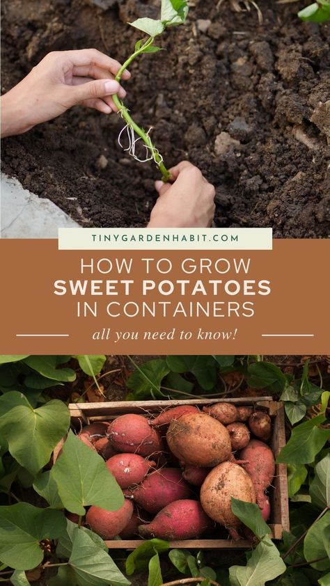 Ready to grow your own sweet potatoes but short on garden space? Fear not! 🌼 Learn how to grow sweet potatoes in containers with our fun and simple guide! 🏡 Embrace the world of container gardening and enjoy homegrown sweet potatoes all year round! 🍠💚 How To Grow Sweet Potatoes In Containers, Growing Sweet Potatoes In Containers, Potato Container, Potato Towers, Potatoes In Containers, Grow Sweet Potatoes, Grow Potatoes In Container, Potato Tower, Sweet Potato Slips