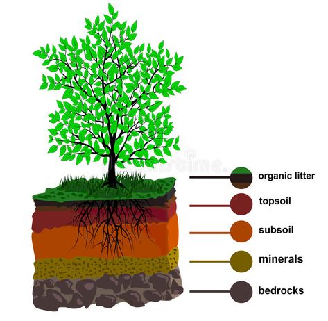 Soil Layer and Tree. Soil layers on horizon form isolated vector , #Affiliate, #Tree, #layers, #Soil, #Layer, #isolated #ad Earth Layers Project, Rose Outline Drawing, Cells Worksheet, Soil Conservation, Earth Layers, Rose Outline, Teaching Chemistry, Science Crafts, Daisy Wallpaper