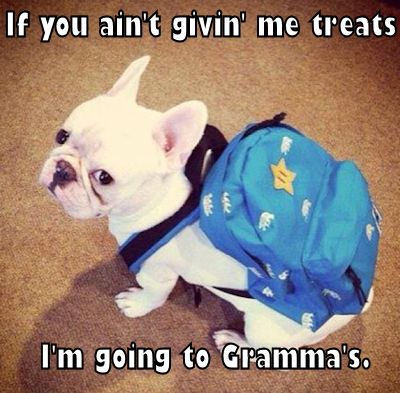 If you ain't giving me treats, I'm going to Grandma's. #LOL! #humor #funny #dog #puppy #pet Funny Animal Quotes, Memes Humor, Happy Thursday, Animal Quotes, Funny Animal Pictures, Dog Memes, Animal Memes, Cute Funny Animals, I Love Dogs