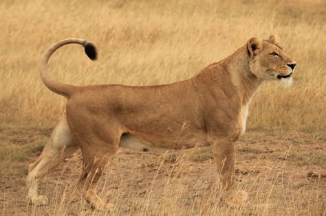 Lion Sketch, Female Lion, Lion Photography, Lions Photos, Lion King Art, Cat Reference, Pretty Animals, African Wildlife, Animal Sketches