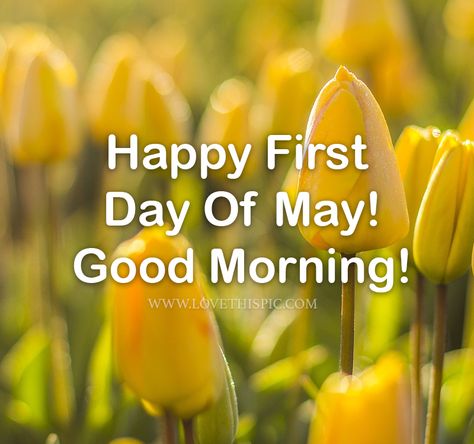 Tulips Happy First Day Of May, Good Morning 1st May Quotes, Happy May 1st Quotes, May 1st Quotes, May 1 Quotes, Happy First Day Of May, New Month Quotes, Good Morning Facebook, Month Quotes, May Quotes