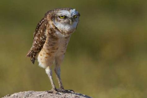 Burrowing Owl - Imgur Burrowing Owl, Funny Owls, Beautiful Owl, Owl Art, Barn Owl, Cute Owl, Cute Birds, Birds Of Prey, Animal Memes