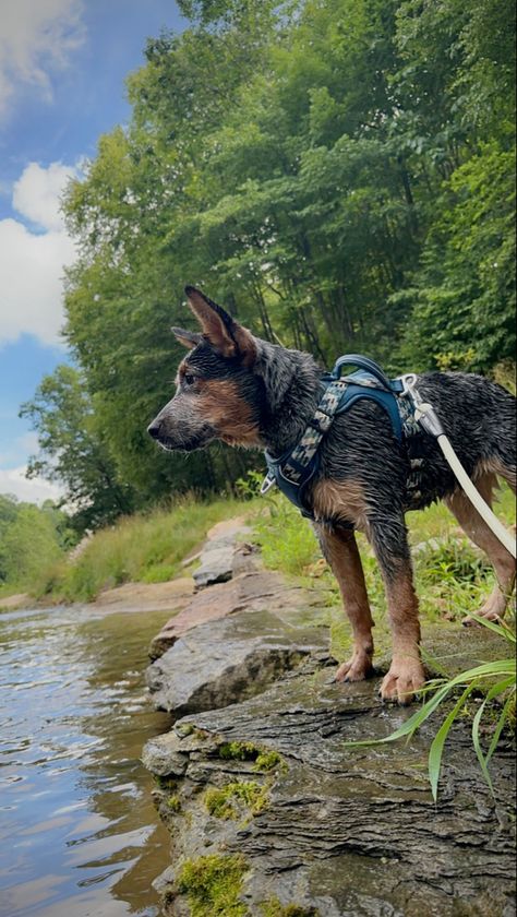 Adventures With Dogs, Traveling With Dogs, Dog Hiking Aesthetic, Hiking Picture Ideas, Hiking With Dogs Aesthetic, Hiking With Dog, Hikes With Dogs, Dog Hiking Photography, Dog Hiking Gear