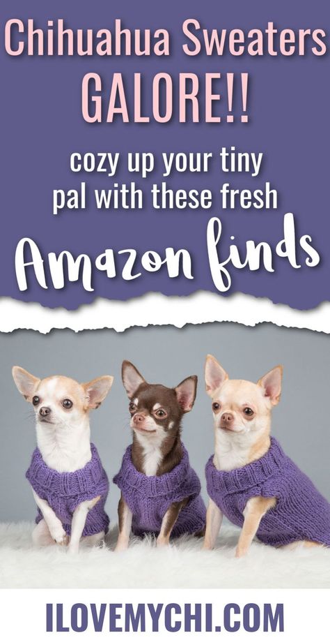 three chihuahuas wearing purple sweaters. Pinterest pin reads, 'chihuahua sweaters galore! cozy up your tiny pal with these amazon finds - ilovemychi.com' Chihuahua Clothes Diy, Chiwawa Puppies, Doggie Cake, Sweaters For Dogs, Chihuahua Sweater, Chihuahua Facts, Dogs And People, Chihuahua Clothes, Cute Blanket