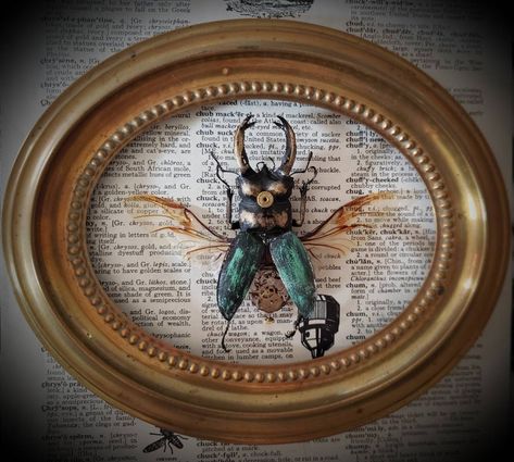 Taxidermy Decor, Framed Insect, Butterfly Taxidermy, Steampunk Aesthetic, Insect Taxidermy, Taxidermy Art, Vulture Culture, Stag Beetle, Antique Watch