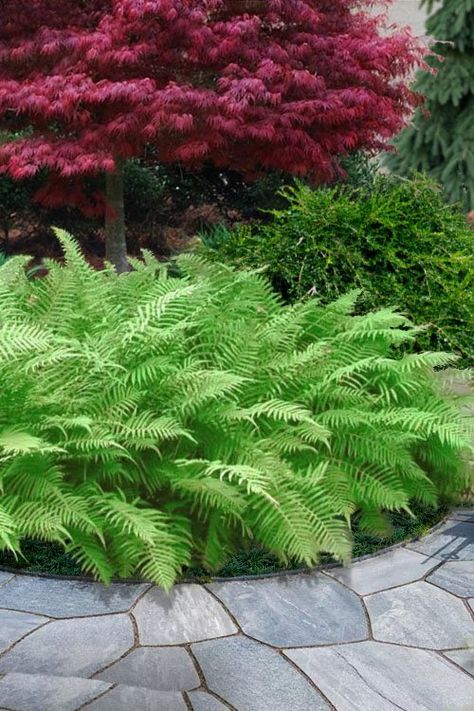 22 Most Beautiful Perennial Ferns | Evergreen Ferns List Perennial Ferns, Evergreen Ferns, Japanese Painted Fern, Wood Fern, Landscape Borders, Creeping Jenny, Best Perennials, Foundation Planting, Fern Plant