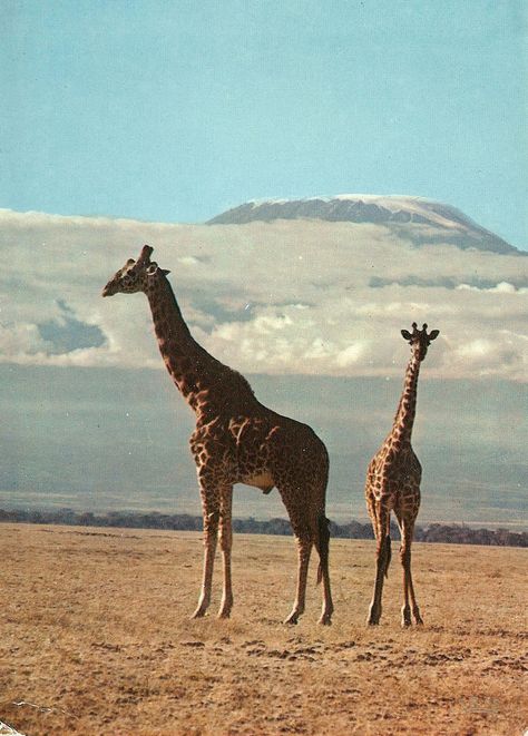 Mt Kilimanjaro & Giraffes 1967 Vintage Explorer, Africa Nature, Africa Painting, Mt Kilimanjaro, Vintage Safari, 70s Photos, Out Of Africa, Wildlife Nature, June 2024