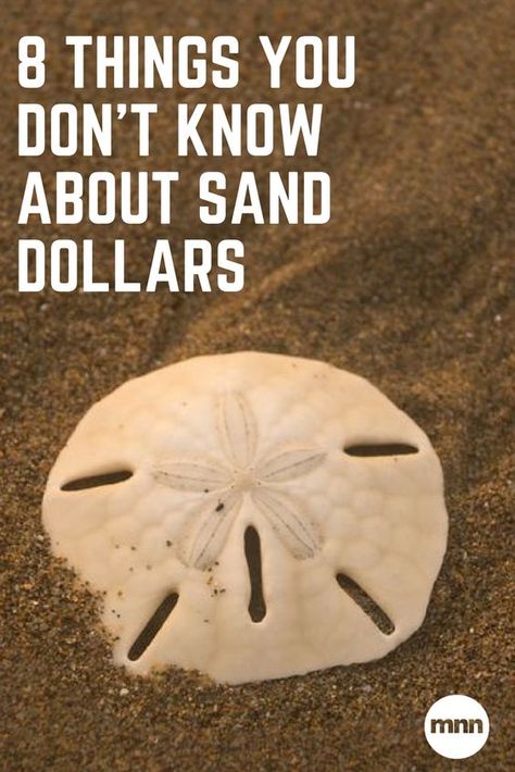 Sand Dollar Craft, Sand Dollar Art, Seashell Projects, Shells And Sand, Shell Crafts Diy, Sea Crafts, Sand Dollars, She Sells Seashells, Ocean Crafts