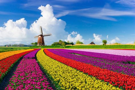 46. Holland, Netherlands Tulip Fields Netherlands, Dutch Tulip, Dutch Windmills, Tulip Fields, Landscape Designs, Spring Tulips, Flower Field, Landscape Photos, Amazing Flowers