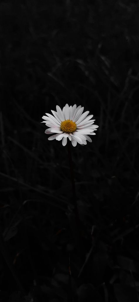 White Flower Dark Background, Dark Daisy Wallpaper, Dark Daisy Aesthetic, Daisies Wallpaper Aesthetic, Daisy Wallpaper Aesthetic Black, Aesthetic Cover Photo Facebook Vintage, Daisy Flower Wallpaper Black, Aesthetic Wallpaper 1080p, Black Aesthetic Wallpaper Homescreen