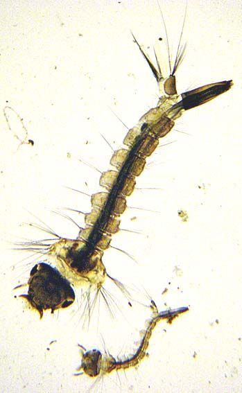 Mosquito larvae... Micro Biology, Water Butts, Aquatic Insects, Mosquito Larvae, Speculative Evolution, Microscopic Photography, Micro Photography, Scale Insects, The Human Eye