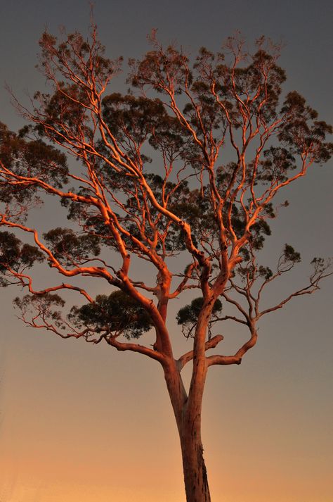 Golden Sunset.. Modern Natural Aesthetic, Australiana Aesthetic, Madrona Tree, Australian Sunset, Tattoo Western, Arbutus Tree, Sunset Trees, Australia Landscape, Australian Trees