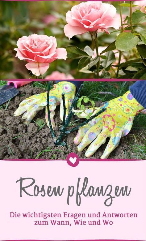 Was beachtet werden sollte, wenn man im Garten Rosen pflanzen möchte. Rosen Beet, Hair Rainbow, Coops Diy, Diy Projects For Beginners, Starting A Garden, Diy Chicken Coop, Planting Roses, Real Plants, Gardening For Beginners