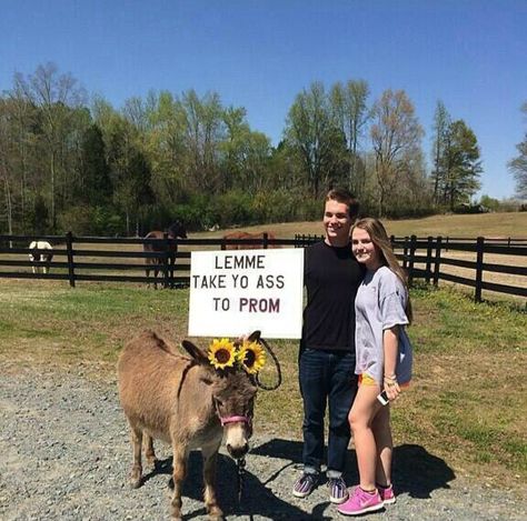 Promposals! Donkey! Creative Prom Proposal Ideas, Cute Promposals, Country Prom, Prom Proposals, Cute Homecoming Proposals, Cute Prom Proposals, Asking To Prom, Dance Proposal, Prom Picture Poses