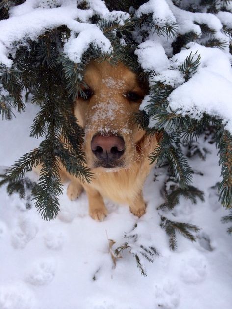 Love My Dog, Golden Retrievers, Animals Friends, Dog Life, I Love Dogs, Beautiful Creatures, The Snow, A Tree, Animals Beautiful