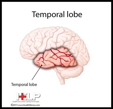 Processing auditory information and retrieving memories are some of the temporal lobe functions. Emotions and language are also believed to be important to the temporal lobe. Temporal Lobe, Brain Diagram, Sense Of Hearing, Brain Models, Brain Anatomy, Brain Food, Health Education, Physical Health, Nervous System