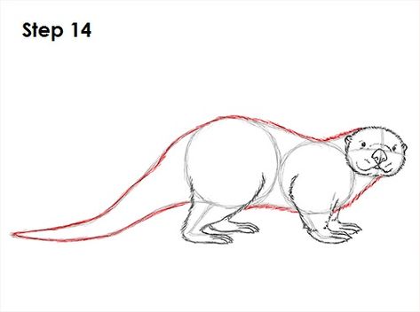 Sea Otter Drawing 14 Otter Step By Step Drawing, Otter Illustration Drawing, Otter Drawing Tutorial, How To Draw An Otter Step By Step, How To Draw Otter, How To Draw An Otter, Otter Drawing Simple, Otters Drawing, Sea Otter Painting