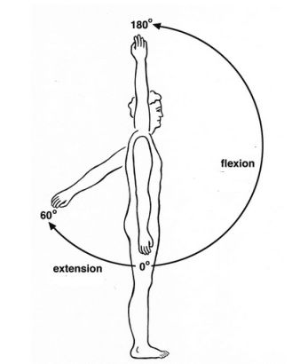 shoulder - flexion and extension Tricep Muscles, Flexion And Extension, Physical Therapy Student, Bat Man, Body Movement, Shoulder Pain, Pain Free, Physical Therapy, Muscles