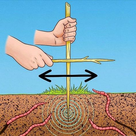 Need some bait or emergency grub rations? Imitate the vibrations of a mole and scare worms to the surface with this simple trick.   Follow @practicalprepping #fishing #bait #emergencyrations #worms #wormbait #survivalhacks #survivaltips Survival Life Hacks, Bushcraft Camping, Survival Techniques, Save Your Life, Survival Life, Camping Checklist, Door Designs, Wilderness Survival, Survival Food