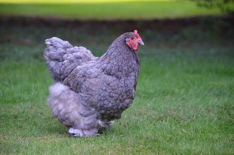 What Are Lavender Chicken Breeds? Lavender Americana Chicken, Lavender Orpington Chickens, Pekin Chicken, Americana Chickens, Lavender Chicken, Cochin Chickens, Meat Birds, Chicken Farming, Backyard Chicken Farming