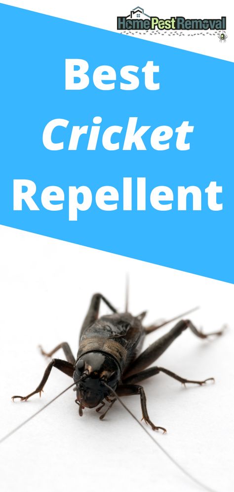 Cricket Repellent Diy, How To Get Rid Of Crickets In The House, Cricket Repellent, Getting Rid Of Crickets, Repellent Diy, Crickets Chirping, Get Rid Of Spiders, Natural Bug Repellent, Diy Pest Control