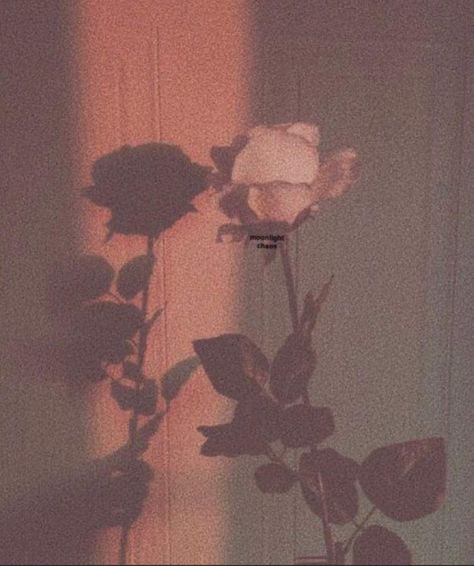 Rose Gold Aesthetic, Peach Aesthetic, Shotting Photo, Wallpaper Tumblr, Pastel Pink Aesthetic, Iphone Wallpaper Tumblr Aesthetic, Photo Wall Collage, Pretty Wallpaper Iphone, Aesthetic Pastel Wallpaper