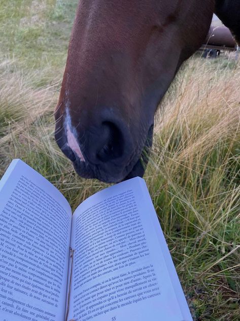 Horse. Stables. Barn. Farm. Aesthetic. Picture inspi. Ig story. Instagram. Book. Reading. Summer. Horse Lover Aesthetic, Horse Photography Aesthetic, Horse Summer Aesthetic, Horse Stables Aesthetic, Farm Instagram Pictures, Horse Barn Aesthetic, Horse Farm Aesthetic, Horse Instagram Story, Stables Aesthetic