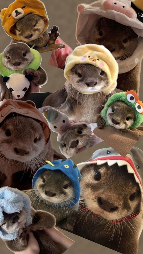 Credits to creators that made the otter pictures Otter Pictures, Cute Otter, Animal Hats, Otters, Baby Animals, The Creator, Hats, Animals