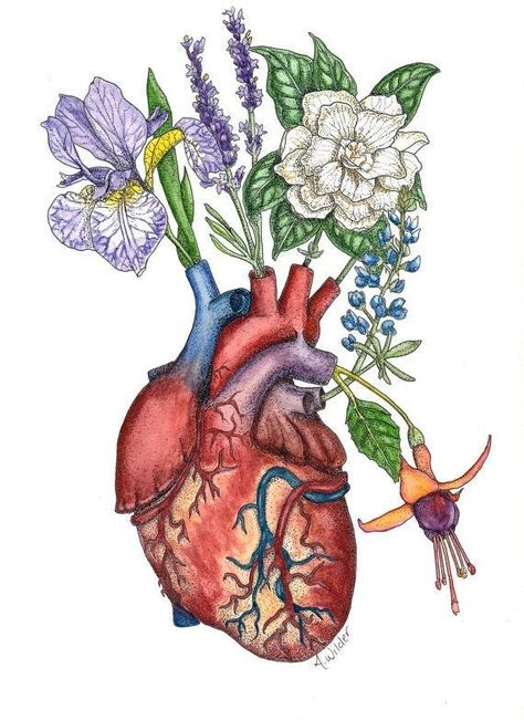 Anatomical Heart Art, Biology Art, Disney Art Drawings, Human Anatomy Art, Image Nature, Heart Drawing, Medical Art, Human Heart, Art Inspiration Painting