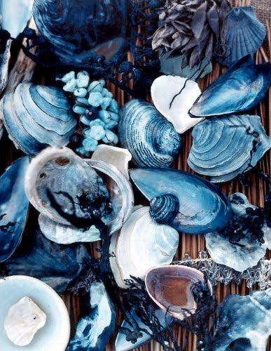 Shells  - I have been in love with them since I first went to the beach as a child.  So fun to find the perfect one! Interior Boho, Everything Is Blue, Feeling Blue, Love Blue, Pics Art, Sirens, Color Textures, Something Blue, Blue Aesthetic