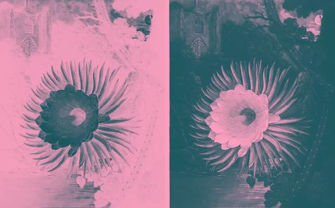 The duotone effect: what it is and how to create a duotone design - 99designs Gfx Design, Grayscale Image, Complimentary Color Scheme, Grafic Design, Long History, Photoshop Photography, Saturated Color, Colour Schemes, Color Theory